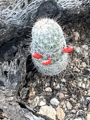 Mammillaria grahamii