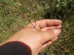 Agalinis heterophylla