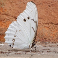 Morpho polyphemus