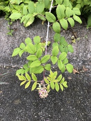 Rubus niveus