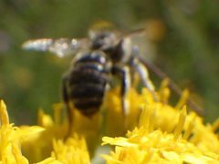 Melissodes illatus