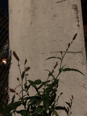 Persicaria extremiorientalis