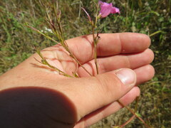 Agalinis heterophylla