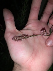 Persicaria extremiorientalis