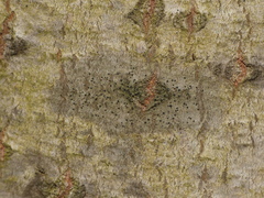Amandinea