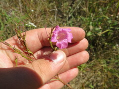Agalinis heterophylla