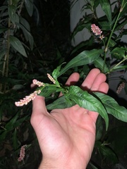 Persicaria extremiorientalis