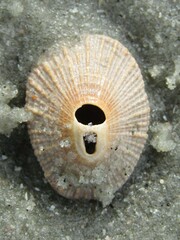 Fissurellidae