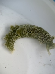 Elysia crispata