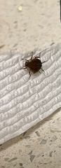 Blattodea