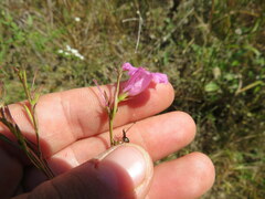 Agalinis heterophylla