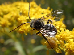 Melissodes illatus
