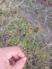 Cyperus manimae