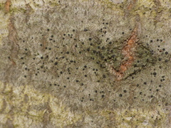 Amandinea