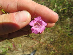 Agalinis heterophylla
