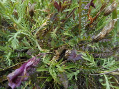 Pedicularis kerneri