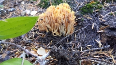 Ramaria flava