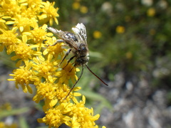 Melissodes illatus