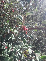 Cotoneaster glaucophyllus
