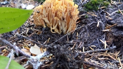 Ramaria flava