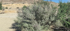 Psorothamnus schottii