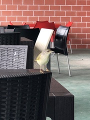 Setophaga petechia aureola