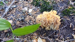 Ramaria flava