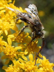 Melissodes illatus