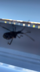 Leptoglossus occidentalis