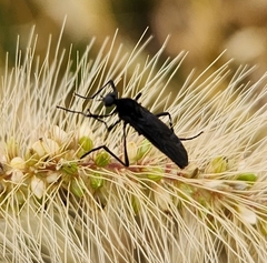 Penthetria heteroptera