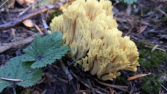 Ramaria flava