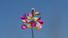 Psorothamnus polydenius