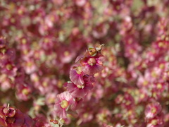Climacoptera