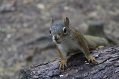 Tamiasciurus hudsonicus