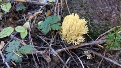 Ramaria flava