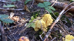 Ramaria flava