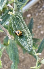 Labidomera clivicollis