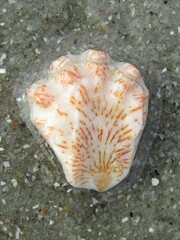 Plicatula gibbosa