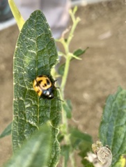 Labidomera clivicollis
