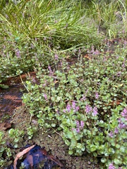Rotala rotundifolia