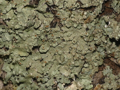 Crespoa crozalsiana
