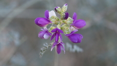 Psorothamnus polydenius