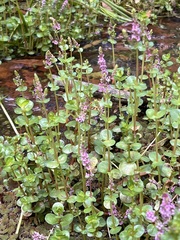 Rotala rotundifolia