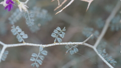 Psorothamnus polydenius