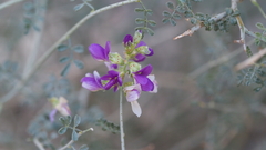 Psorothamnus polydenius