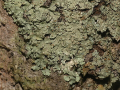 Crespoa crozalsiana