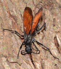 Pepsis grossa