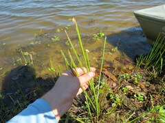 Eleocharis quadrangulata