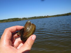 Utterbackia imbecillis