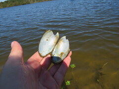 Utterbackia imbecillis